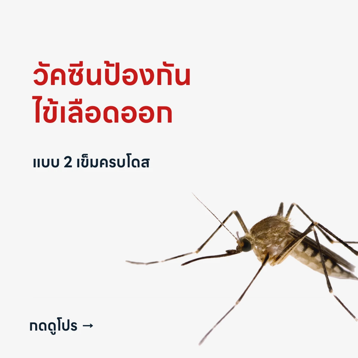HDmall+ Dengue