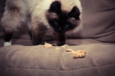 ก้อนขน (Hairball) เป็นอันตรายต่อน้องเหมียวหรือเปล่า