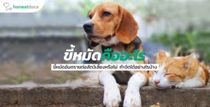 ขี้หมัดคืออะไร อันตรายต่อสัตว์เลี้ยงของเราหรือไม่?