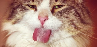 Hairball คืออะไร เป็นอันตรายต่อน้องเหมียวหรือเปล่า