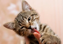 ทำไมน้องแมวชอบเลียเจ้าของ?