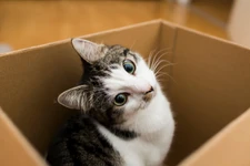 ทำไมน้องแมวถึงชอบอยู่ในกล่องจัง