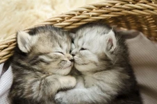 4 การรักษาแมวที่ทำได้เองที่บ้าน