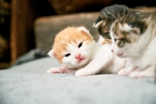10 เกร็ดความรู้ เพื่อให้ลูกแมวอยู่ดีมีความสุข