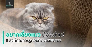 มาดู 8 สิ่งที่คุณควรรู้ก่อนคิดจะเลี้ยงแมว