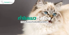 ชวนหาคำตอบ ทำไมแมวถึงร้องมากเกินไป?