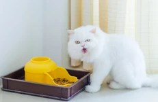 การกลืนลำบากในแมว