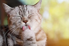 ผิวหนังอักเสบจากการสัมผัสในแมว