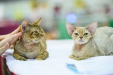 การอักเสบของผิวหนังที่เกิดมาจากการแพ้ในแมว