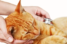 สารพิษจากยาป้องกันเห็บหมัดในแมว