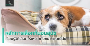 หลักการเลือกที่นอนสุนัข