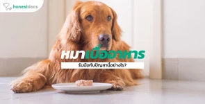 ทำอย่างไรเมื่อน้องหมาเบื่ออาหาร?