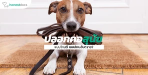 การเลือกปลอกคอให้เหมาะกับสุนัขของเรา