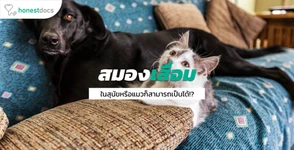 โรคสมองเสื่อมในสัตว์เลี้ยง