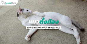 การตั้งท้อง...ของคุณแม่แมว