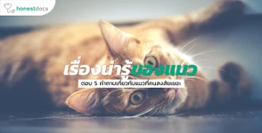 5 เรื่องน่ารู้เกี่ยวกับแมว ที่คนสงสัยมากที่สุด