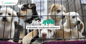 กรงสุนัข จำเป็นหรือไม่?