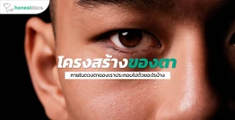 โครงสร้างของตา