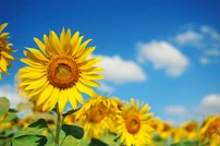 ทานตะวัน (Sunflower)