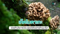 เห็ดไมตาเกะ คุณประโยชน์ครบ ต้านโรค NCDs อุดมไปด้วยสารต้านมะเร็ง!