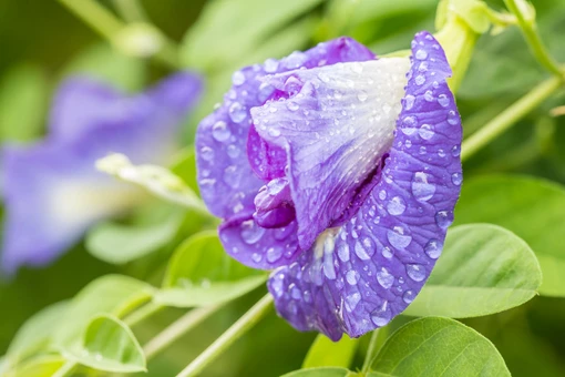 ดอกอัญชัน สมุนไพรสีน้ำเงิน ประโยชน์หลากหลายปลูกง่ายโตไว