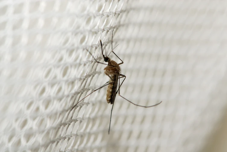 โรคมาลาเรีย (ไข้จับสั่น) โรคติดต่อโดยการกัดของยุง