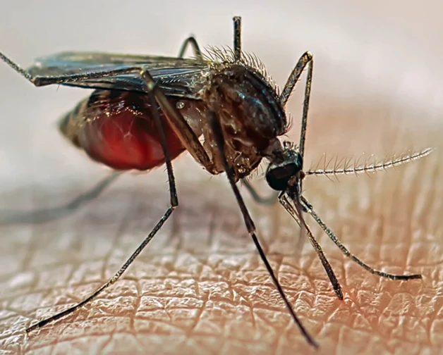 โรคมาลาเรีย (Malaria)