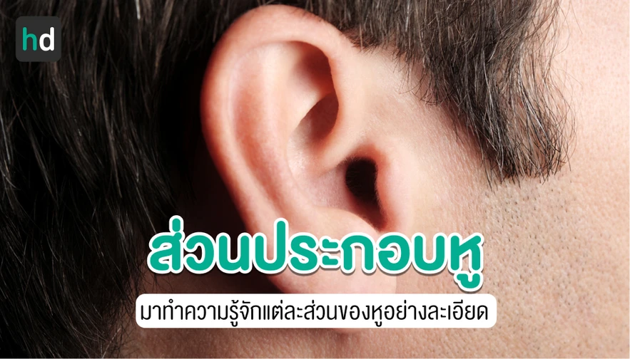 หู อวัยวะแห่งการได้ยิน และการทรงตัว