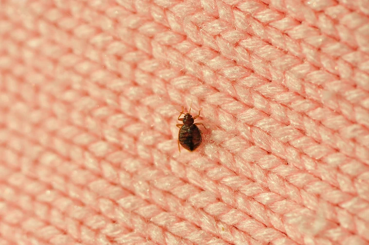 คุณจะรู้ได้อย่างไรว่ามีตัวเรือด (bed bug)