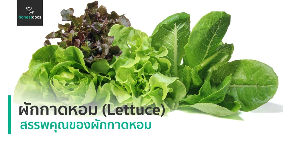 ผักกาดหอม (Lettuce) 
