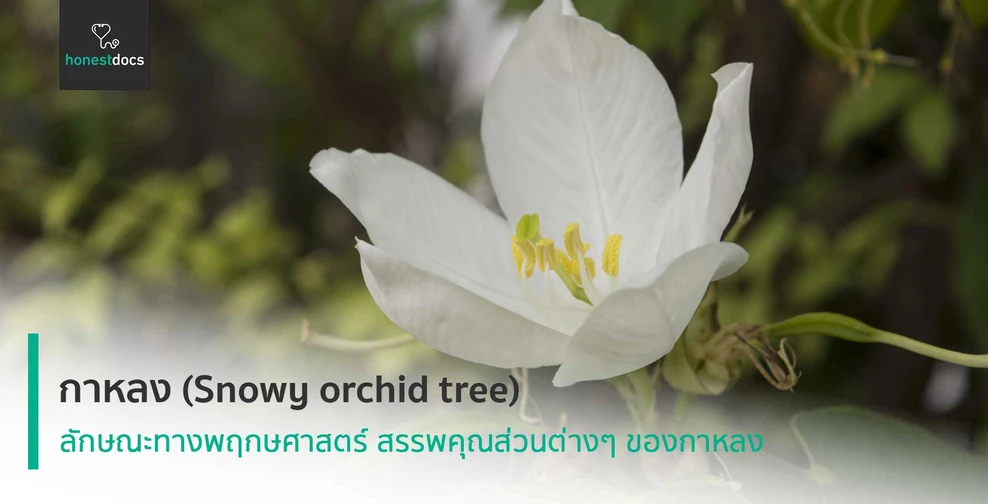 กาหลง (Snowy orchid tree)