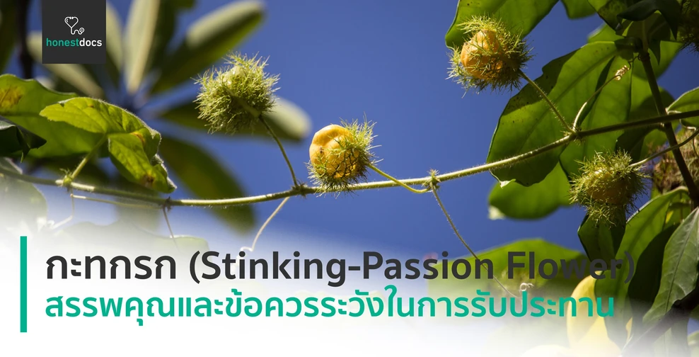 กะทกรก (Stinking-Passion Flower)
