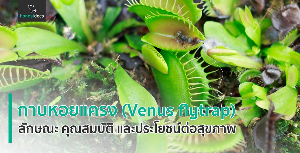 กาบหอยแครง (Venus flytrap)