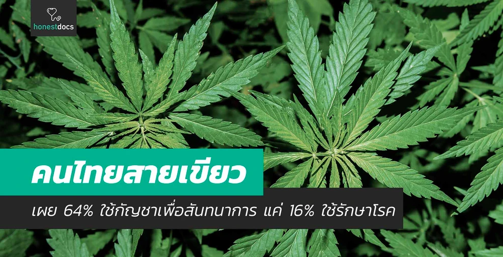 HonestDocs เผย คนไทยสายเขียว 64% ใช้กัญชาเพื่อสันทนาการ มีเพียง 16% ใช้รักษาโรค 
