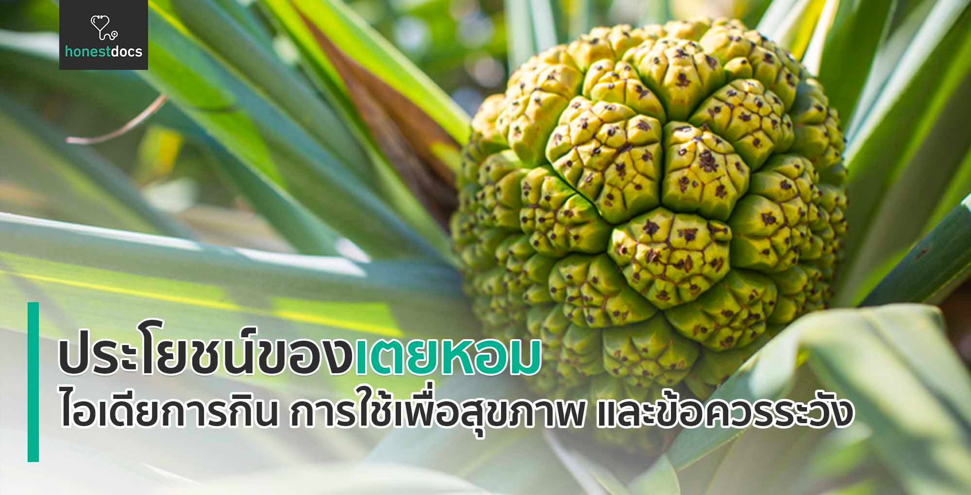 สรรพคุณของเตยหอม มีอะไรบ้าง? รวมประโยชน์ที่น่าทึ่ง! HD สุขภาพดี