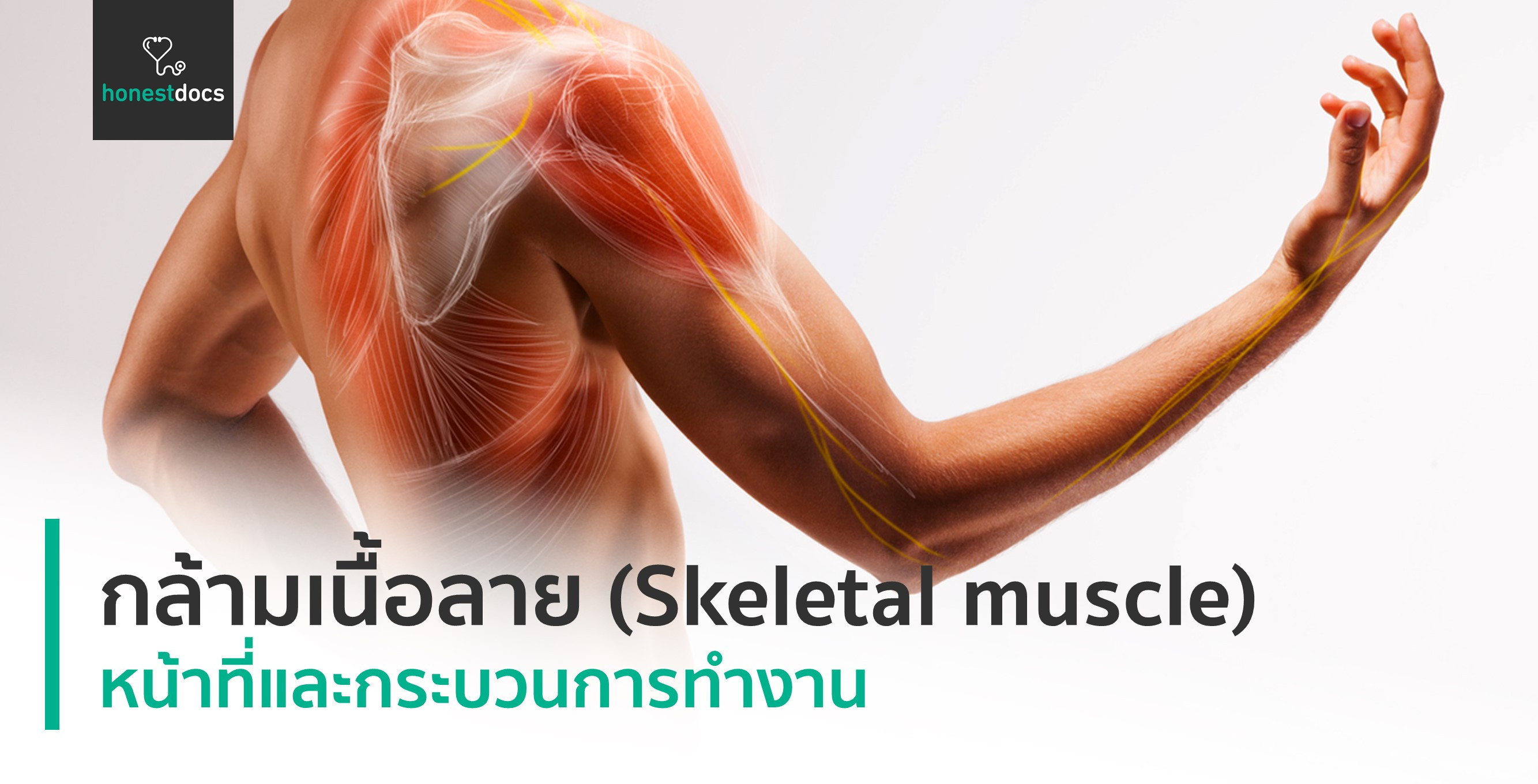 กล้ามเนื้อลาย (Skeletal muscle)