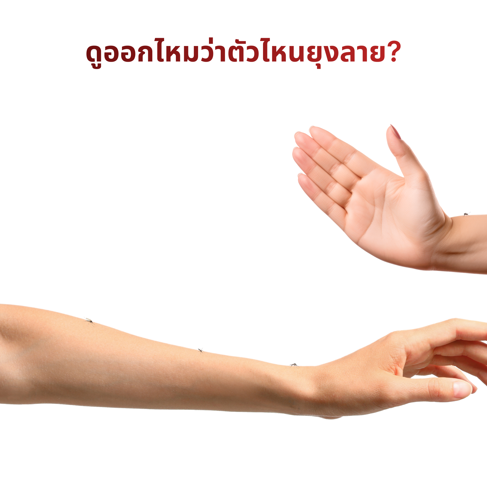 แขน—คลิกจุดที่ถูกต้อง