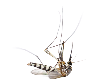 mosquito