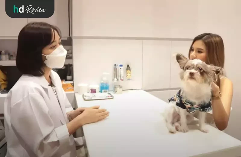 ปรึกษาหมอ ก่อนทำหมันสุนัขตัวผู้ ที่ Hato Pet Wellness Center