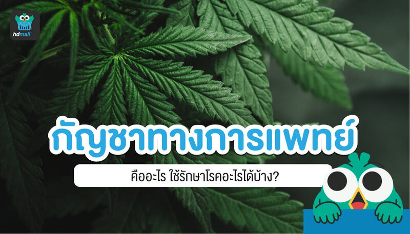 สารสกัดกัญชาทางการแพทย์ คืออะไร? ใช้รักษาโรคอะไรได้บ้าง? ใช้อย่างไรให้ปลอดภัย? ผลข้างเคียงของกัญชามีอะไรบ้าง? ใครที่ไม่ควรใช้สารสกัดกัญชาทางการแพทย์ อ่านได้ที่นี่