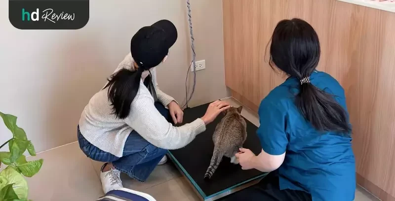 ภาพระหว่างชั่งน้ำหนักก่อนตรวจสุขภาพแมว ที่ Allpet Animal Hospital