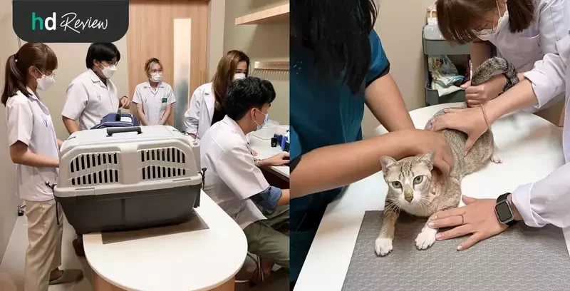 ขั้นตอนการตรวจสุขภาพแมว ที่ Allpet Animal Hospital