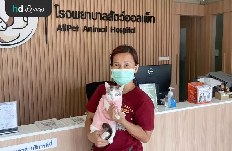 ผู้ใช้บริการทำหมันและฝากดูแลจนตัดไหม สำหรับแมวตัวเมีย ที่ Allpet Animal Hospital