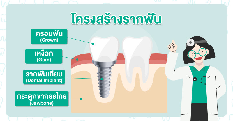 โครงสร้างของรากฟัน