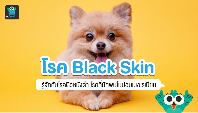 โรค Black Skin ในสุนัข ในปอม คืออะไร? ผิวหนังสุนัขเป็นสีดำ เป็นโรครอยดำ แบล็กสกิน เกิดจากอะไร? มีอาการอย่างไร? มีวิธีการรักษาอย่างไร? มีแชมพูรักษาไหม? ทำความรู้จักโรค  Black Skin ในสุนัข ได้ที่นี่