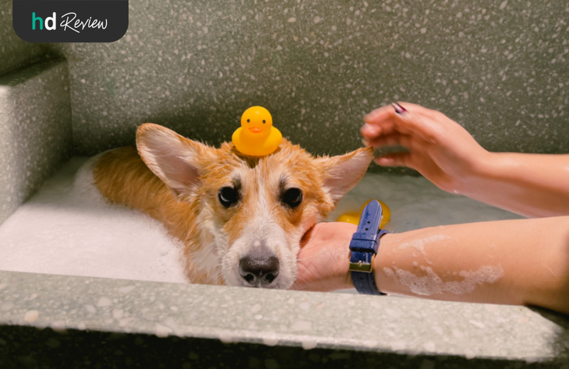 รีวิว อาบน้ำสุนัข ทำสปาสุนัข ที่ Hato Pet Wellness Center