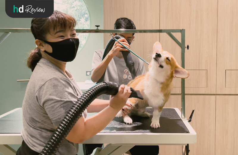 รีวิว อาบน้ำสุนัข ทำสปาสุนัข ที่ Hato Pet Wellness Center