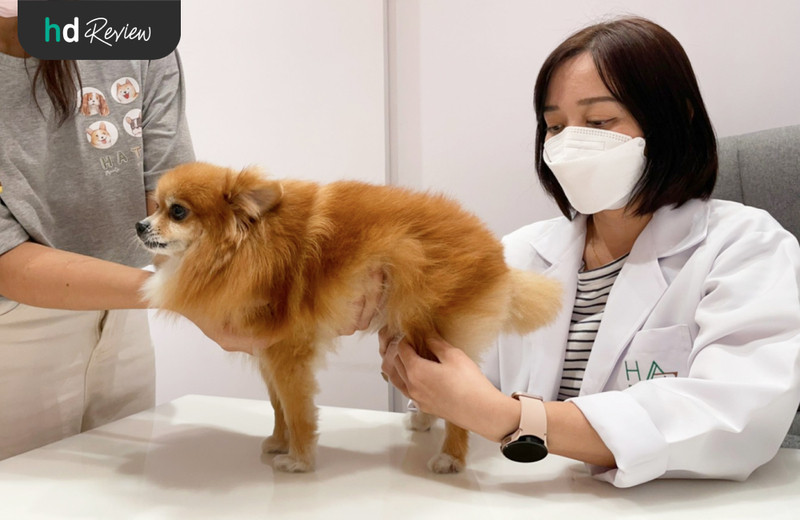 รีวิว ตรวจสุขภาพสุนัขประจำปี ที่ Hato Pet Wellness Center