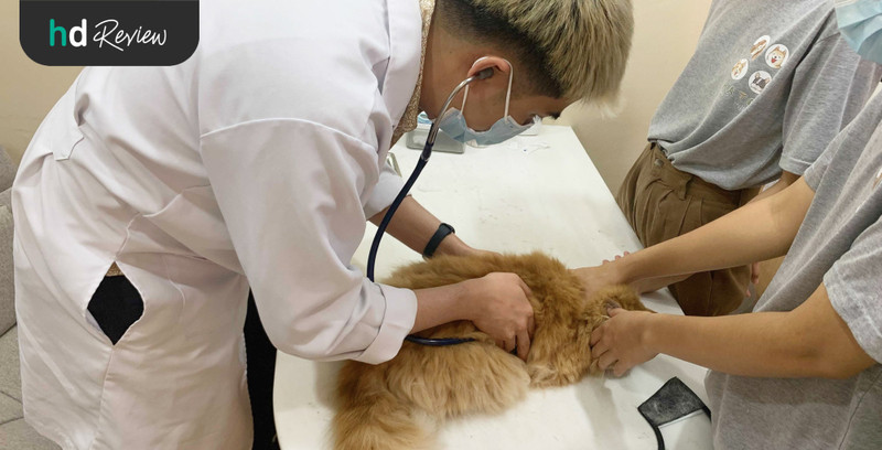 รีวิว ตรวจสุขภาพแมว ที่ Hato Pet Wellness